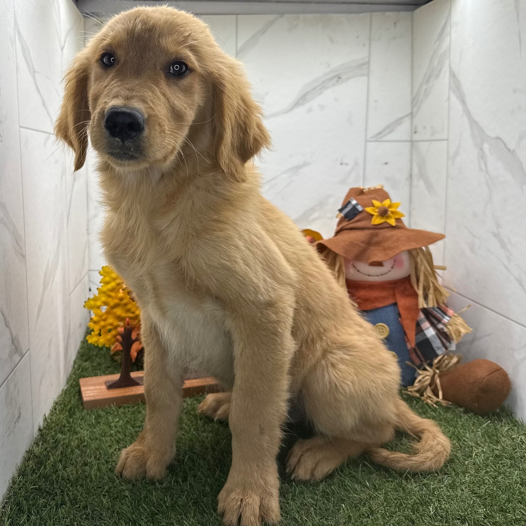 vuxen golden retriever till salu manlig