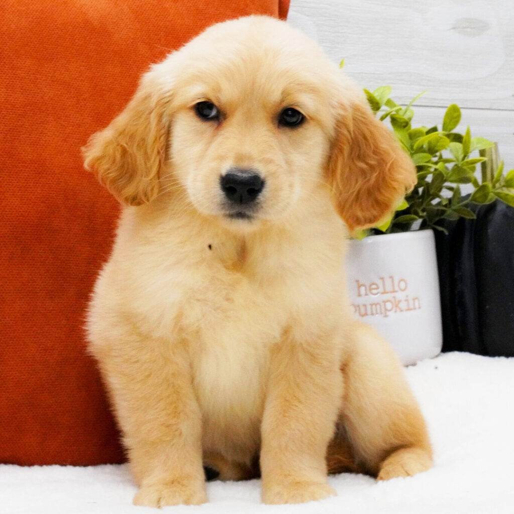 Golden Retriever till salu i Sverige