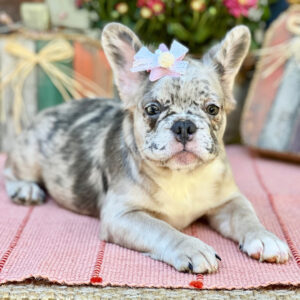 Köp fransk bulldogg online i Sverige -17 veckor