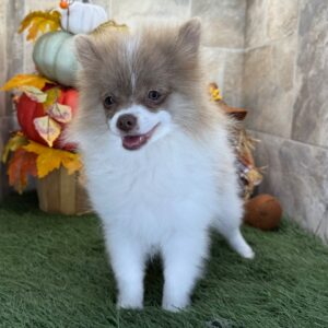 pomeranian valp till salu -18 veckor