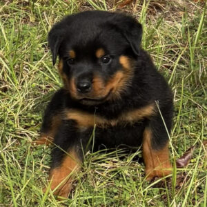 Köp Rottweiler i Sverige -8 veckor gammal