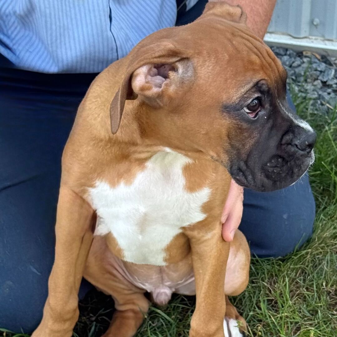 tränad boxer till salu 17 veckor gammal