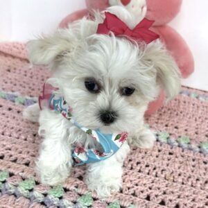 Renrasig Malteservalp i Stockholm -10 veckor gammal