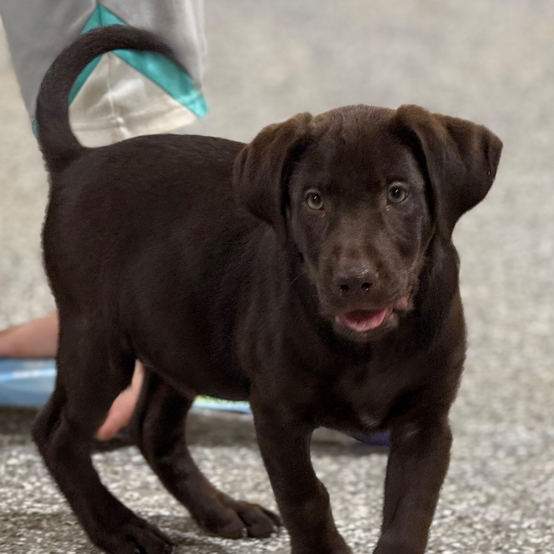 Köp SKK-registrerad Labrador