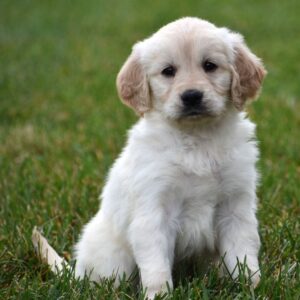 Golden retriever till salu -Kvinnlig