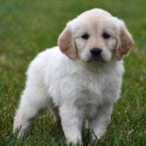 Golden retriever till salu -Kvinnlig