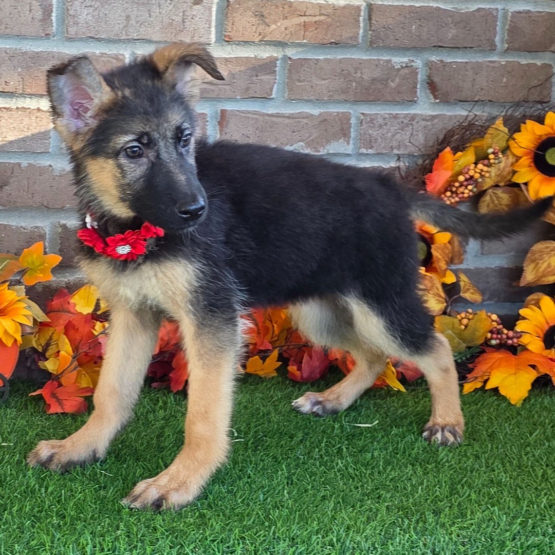 renrasig schäfer till salu i sverige 15 veckor gammal