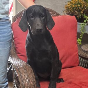 labrador retriever till salu -Hane 16 veckor