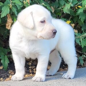 Labrador hona till salu -7 veckor