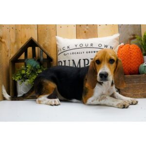 Köp Beagle online i Sverige -Hane 22 veckor