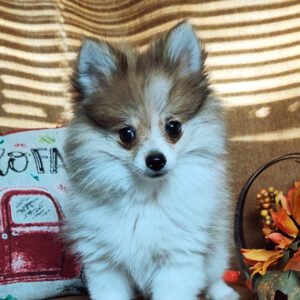 Köp Pomeranian online i Sverige -14 veckor gammal