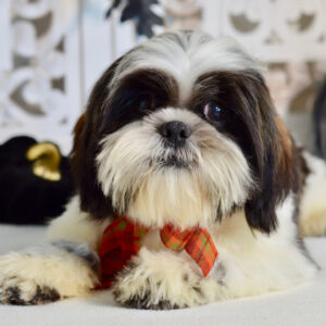 Shih Tzu hane tigrerad och vit-29 veckor gammal