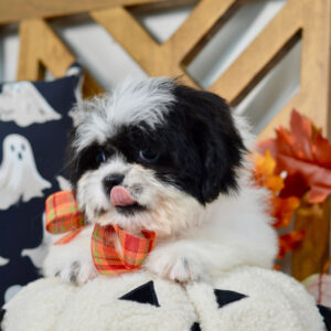 renrasig Shih Tzu till salu-10 veckor gammal