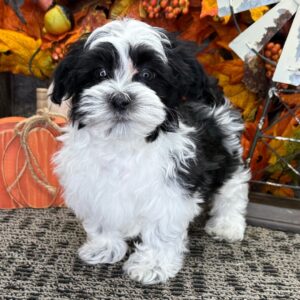 SKK-registrerad Havanes-10 veckor gammal