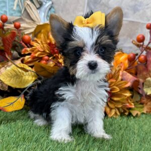 yorkshire terrier mini