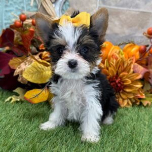 yorkshire terrier mini