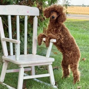 Köp pudel online i Sverige -19 veckor gammal