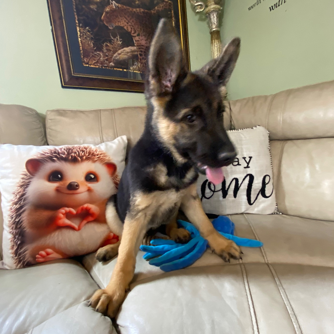 SKK-registrerad schäfervalp till salu Sverige -Hane 13 veckor gammal