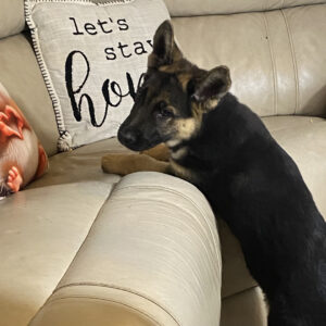 SKK-registrerad schäfervalp till salu Sverige -Hane 13 veckor gammal