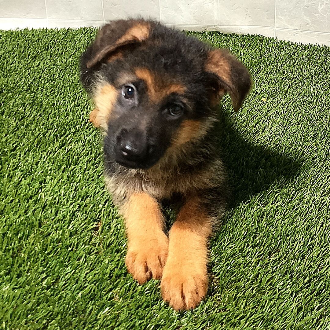 köp renrasig schäfer online i sverige