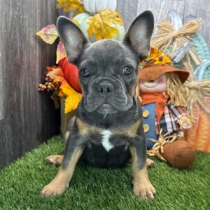 fransk bulldogg-17 veckor