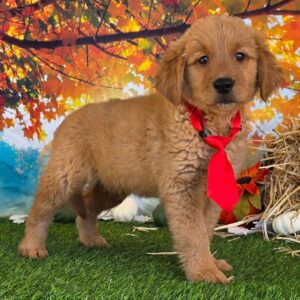 mini golden retriever till salu -Manlig 9 veckor