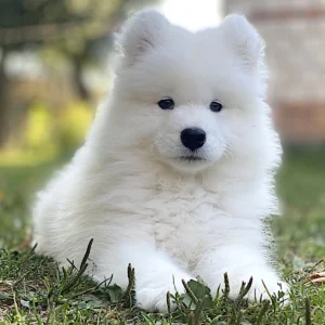 Köp samojed online i Sverige-15 veckor