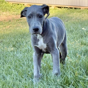 SKK-registrerad Grand Danois-15 veckor gammal