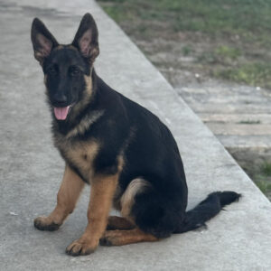 Köp schäfer online i Sverige