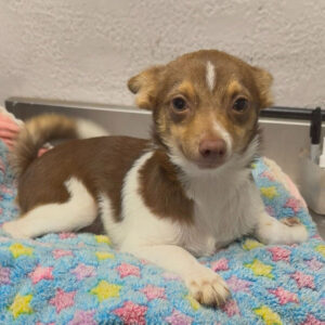 Vuxen chihuahua till salu-28 veckor gammal