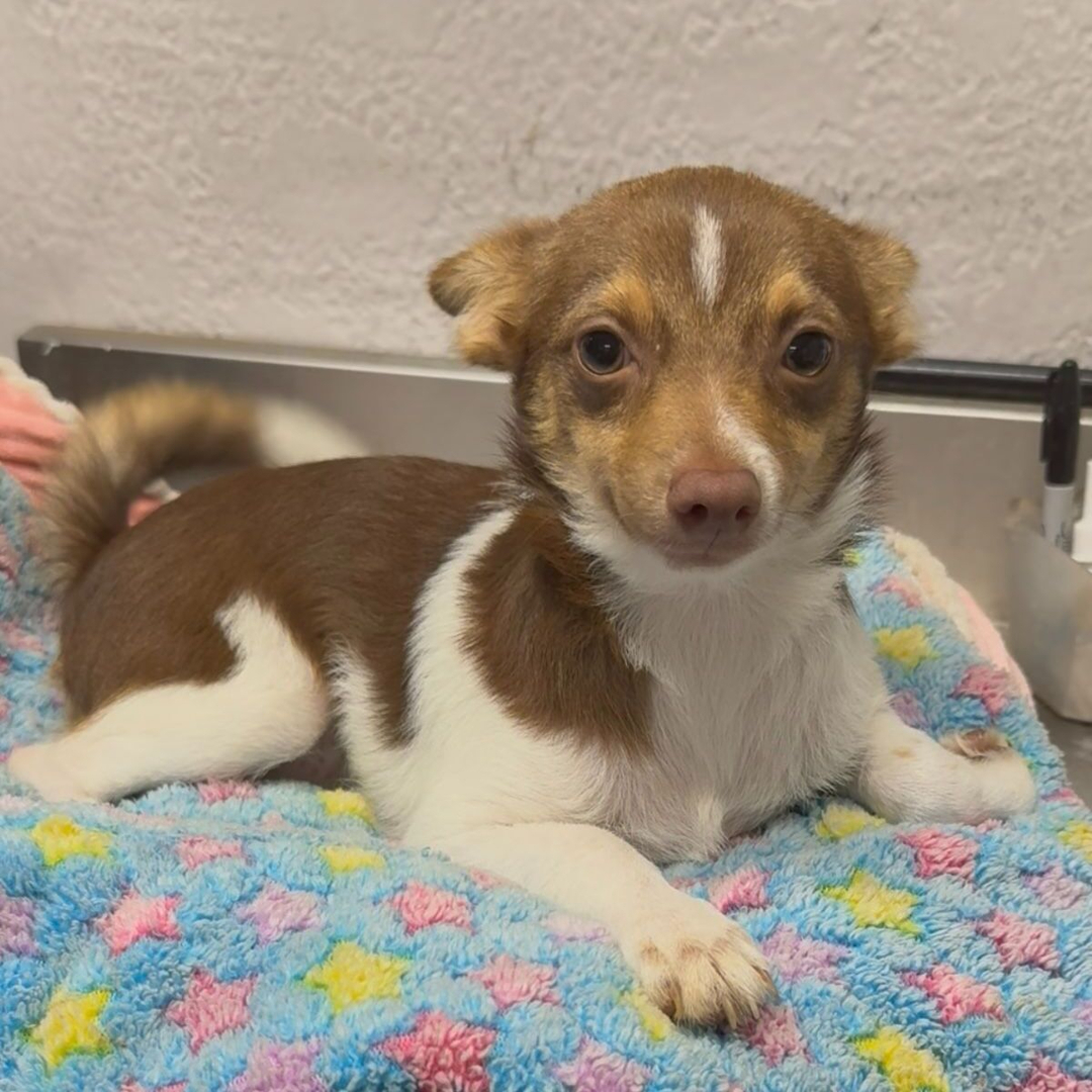 vuxen chihuahua till salu 28 veckor gammal