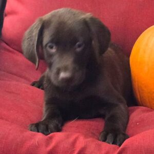 Labrador retriever till salu online