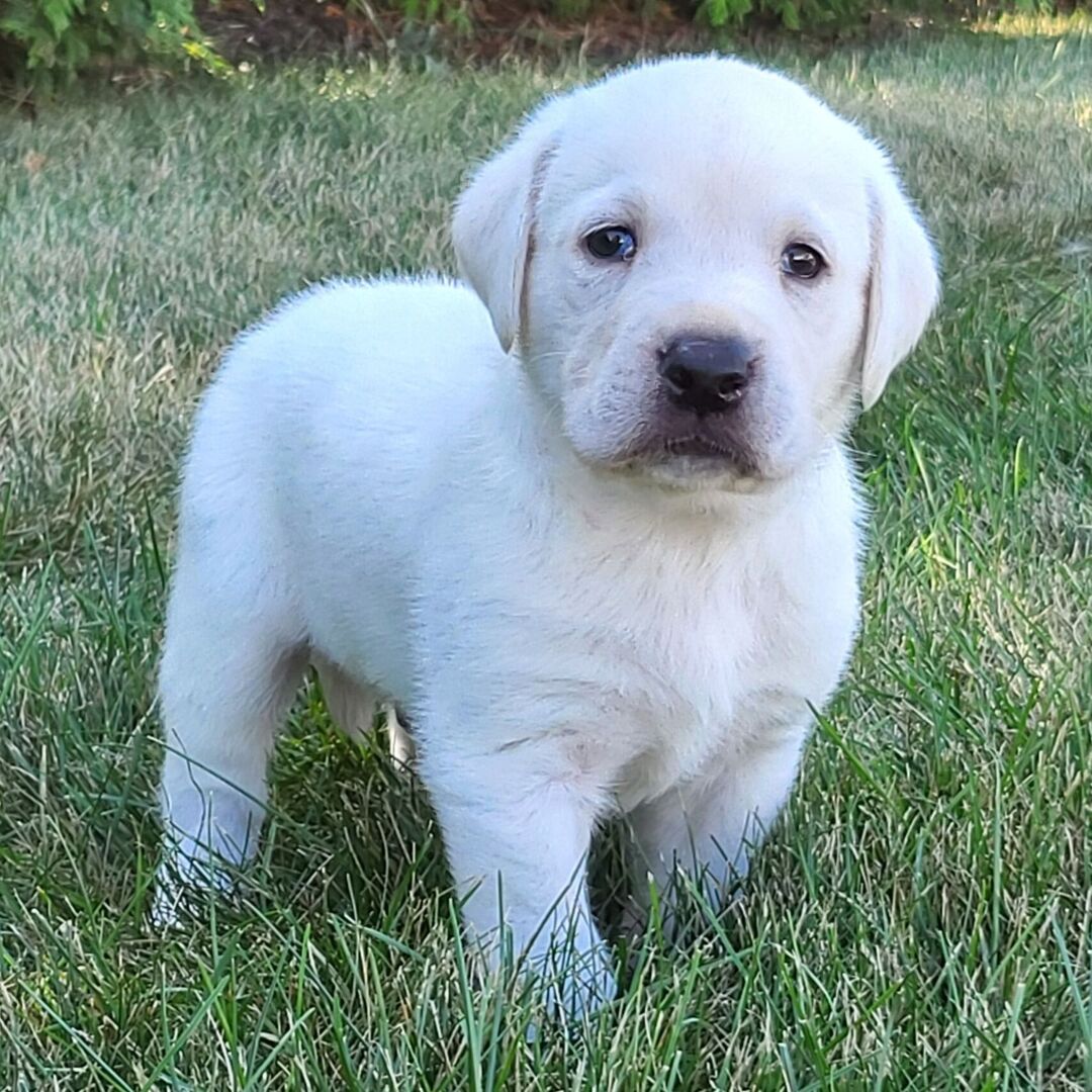 labrador hona till salu