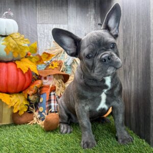 renrasig fransk bulldogg-17 veckor gammal