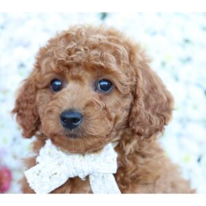 Renrasig pudel valp -11 veckor gammal