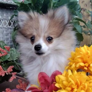 Köp Pomeranian online i Sverige -14 veckor gammal