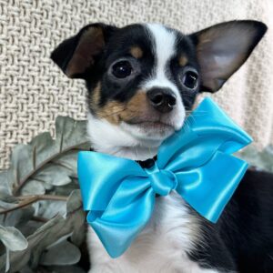 Köp Chihuahua online i Sverige-13 veckor gammal