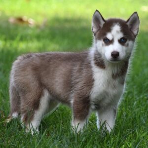 Renrasig Siberian Husky till salu-10 veckor gammal