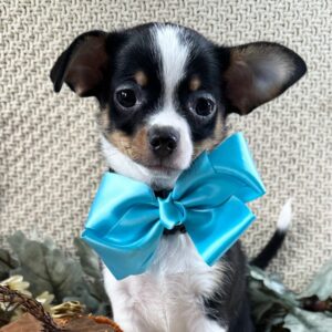 Köp Chihuahua online i Sverige-13 veckor gammal