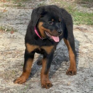 Rottweiler valp till salu – 13 veckor gammal