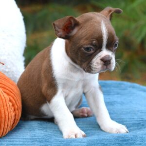 Köp Boston terrier i Sverige-9 veckor gammal