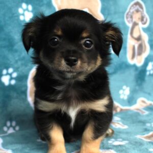 Chihuahua till salu-9 veckor gammal