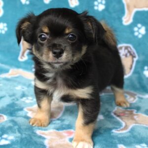 Chihuahua till salu-9 veckor gammal