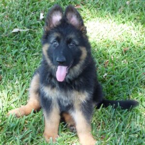 Säljes av schäfertik – Hane 9 veckor gammal