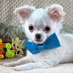 Köp Chihuahua i Sverige-14 veckor gammal