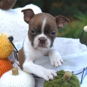 Köp Boston terrier i Sverige-9 veckor gammal
