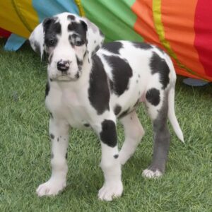 Köp Grand Danois online-8 veckor gammal