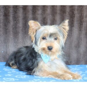 Yorkshire terrier – 27 veckor gammal