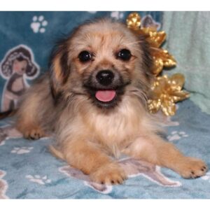 Renrasig Chihuahua-19 veckor gammal