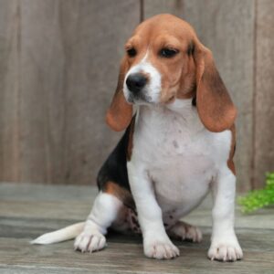 Renrasig Beagletik i Stockholm -14 veckor gammal